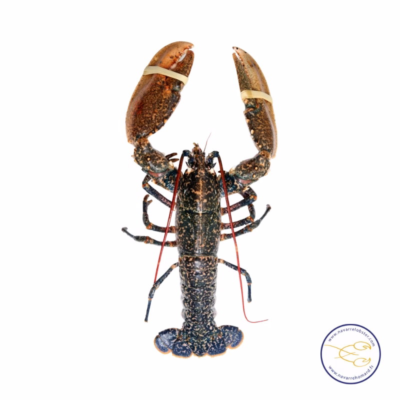 Navarre Normandy Blue Lobster