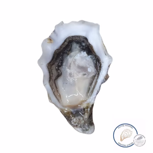 Navarre Fine Oysters