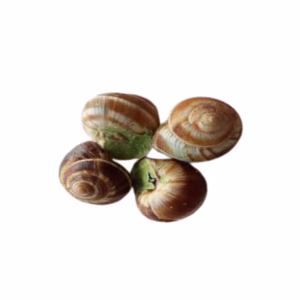 Couturier - Natural Empty Shell - Escargots