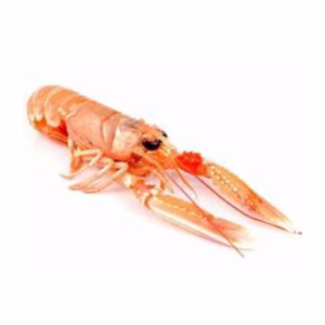 IQF Mediterranean & European Seafood - Langoustine (Frozen)