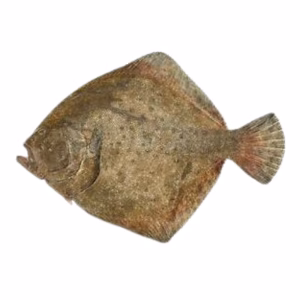 IQF Wild Fish & Seafood - Wild Turbot (Fresh)