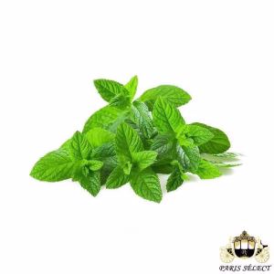 Fruits and Vegetables - Mint (10 bunches) - Menthe 10 Bottes