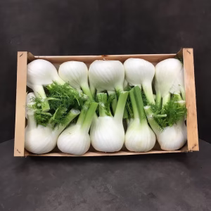 Fruits and Vegetables - Fennel - Fenouil Italie