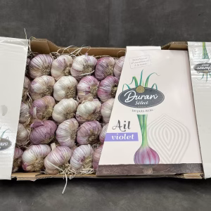 Fruits and Vegetables - Purple Garlic - Ail Violet