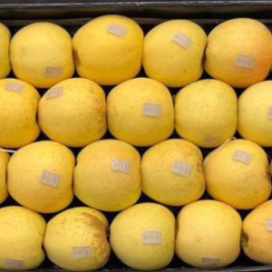 Apple Golden 3 Villages, France