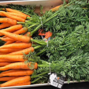 Carrot Bottes, Spain