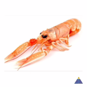 Small Lobster