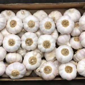 Pink Garlic De Lautrec Label Rouge, France